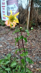 Tetragonotheca repanda