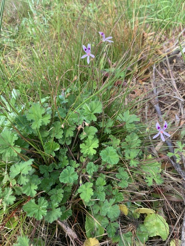 Pelargonium columbinum, photograph 2