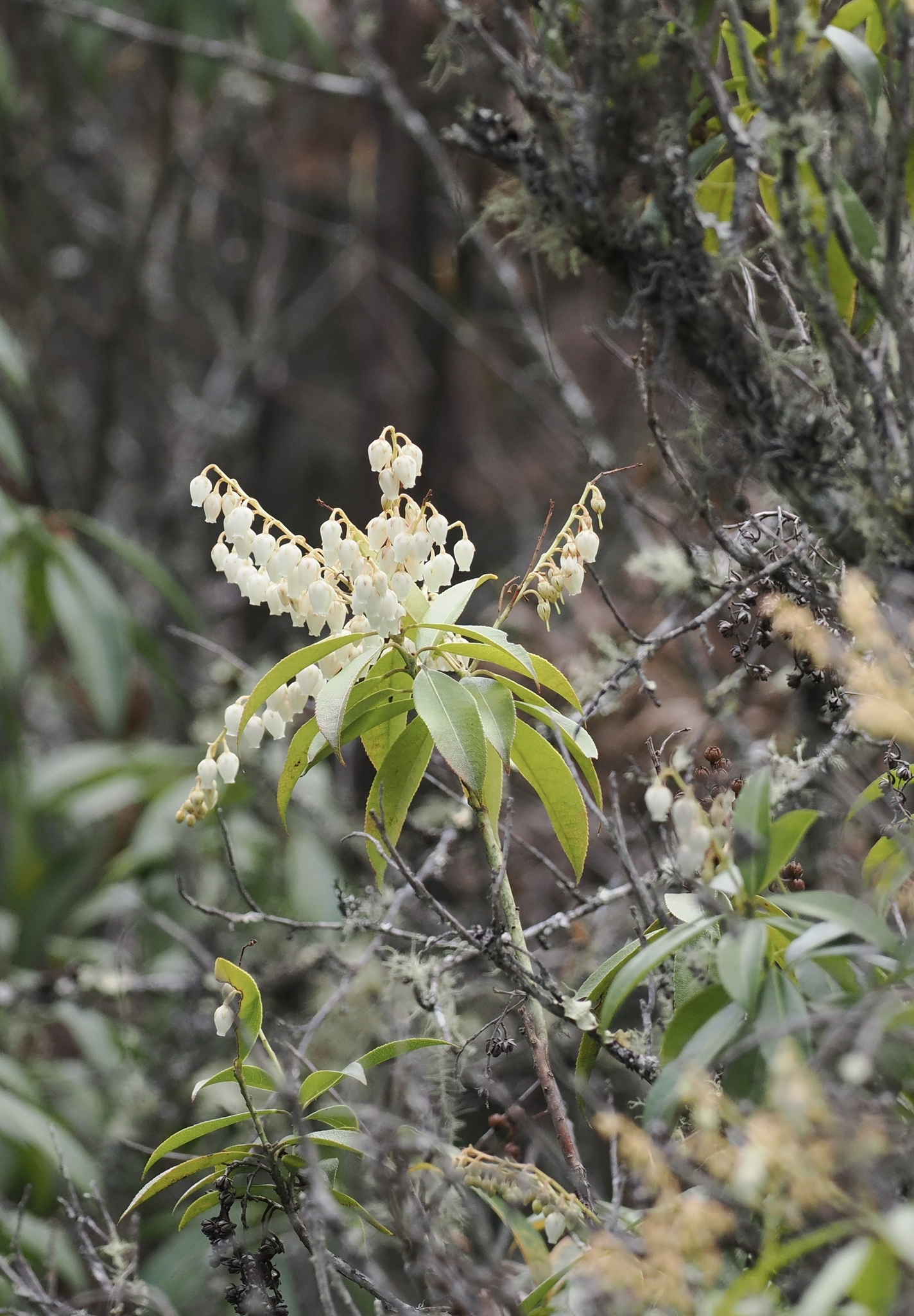 Pieris Formosa (Pieris formosa)