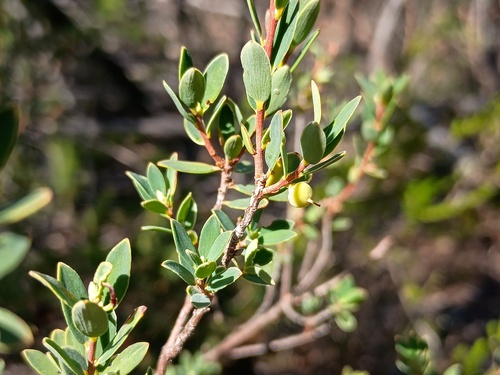 Daphne heath (Brachyloma daphnoides)
