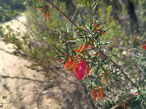 Flame Heath (Stenanthera conostephioides)