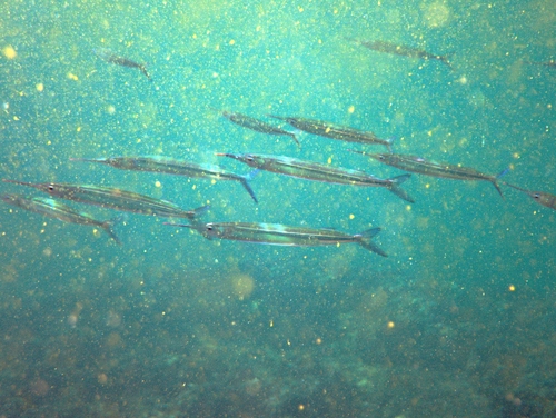 Tropische halfsnavelbek (Hyporhamphus affinis) — Hemiramphidae — 5