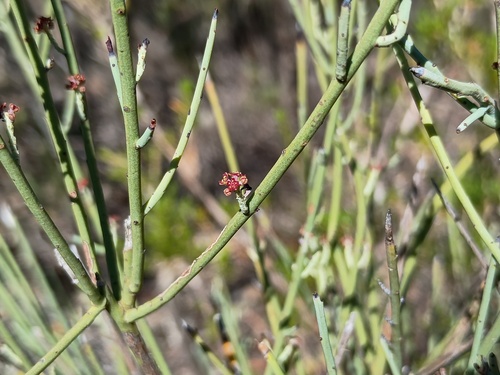 leafless currant-bush (Leptomeria aphylla)