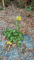 Tetragonotheca repanda