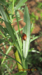 Gonioctena viminalis