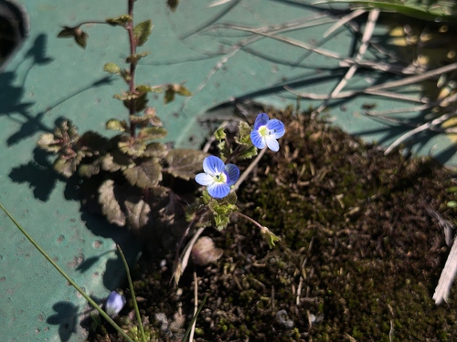 bird's-eye speedwell