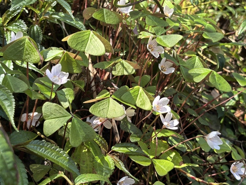 Oxalis griffithii