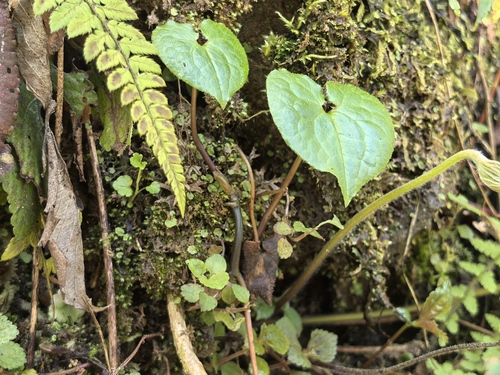 Asarum caudigerellum