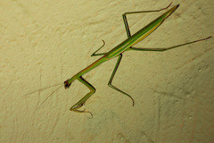 Tenodera blanchardi