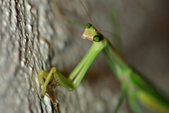 Tenodera blanchardi