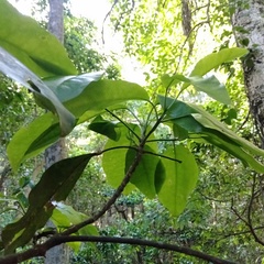 Sarcomelicope simplicifolia