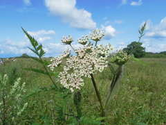 Conioselinum tataricum