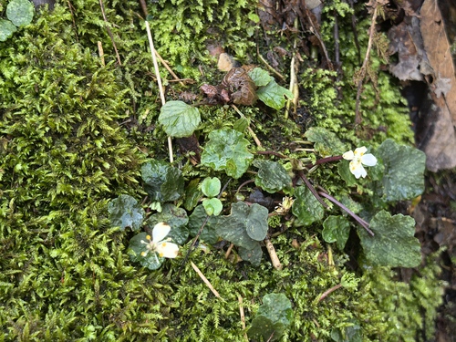 Asteropyrum peltatum