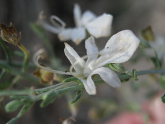Teucrium racemosum