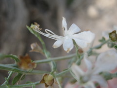 Teucrium racemosum