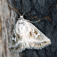 Chaograptis crystallodes