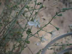 Teucrium racemosum