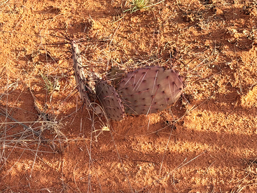 Black-spined Pricklypear (Opuntia macrocentra)
