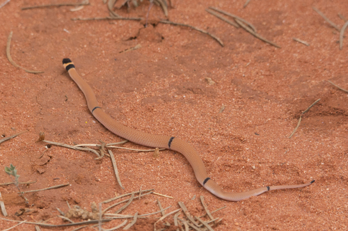 Photo of a Ringed Brown Snake (Pseudonaja modesta)