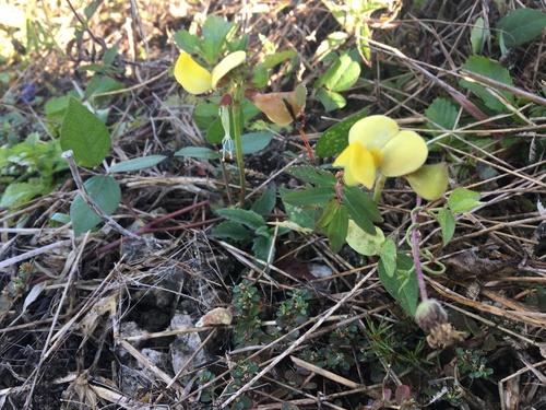 Wild Cowpea (Vigna luteola)
