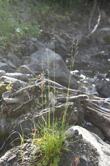 Poa glauca