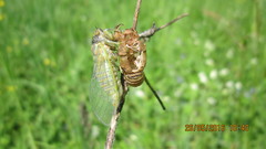 Cicadetta montana