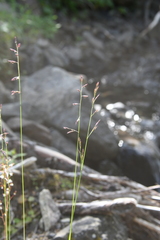 Poa glauca