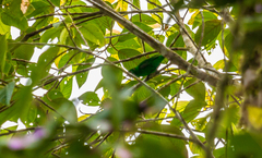 Chlorochrysa phoenicotis