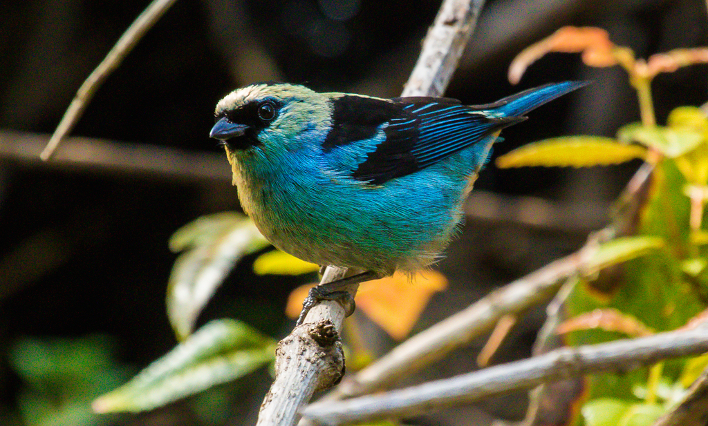 Metallic-green Tanager photo