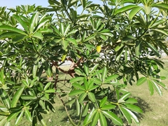 Alstonia