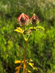Hibiscus tridactylites