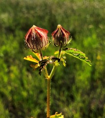 Hibiscus tridactylites
