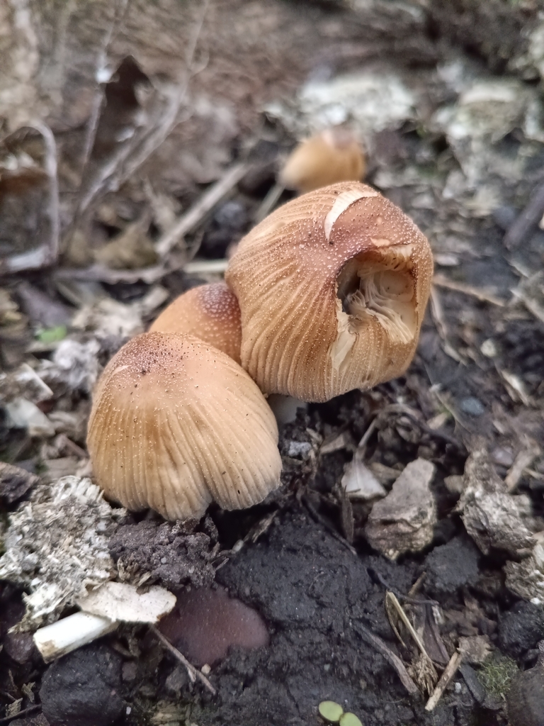 Micacei · April 2026 · photo: © considerthelilies (iNaturalist, cc-by)