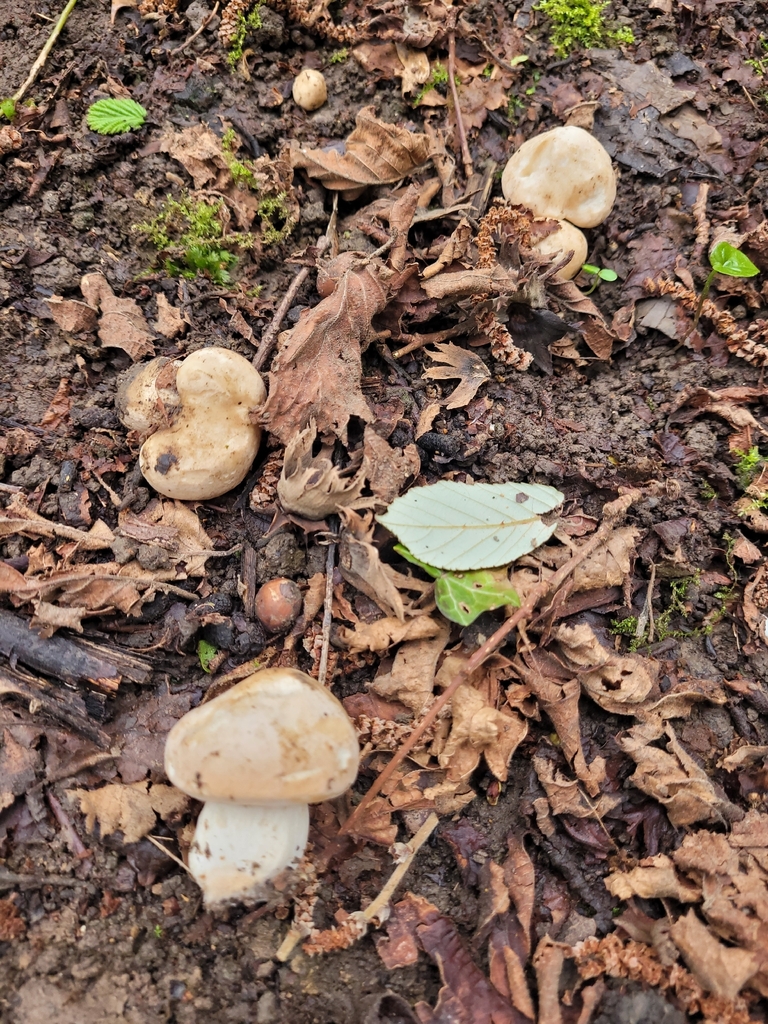Calocybe gambosa · April 2026 · photo: © communityluke (iNaturalist, cc-by)
