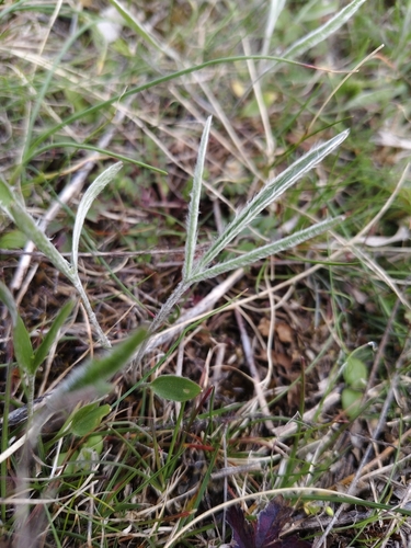 Ranunculus illyricus (Ranunculus illyricus)