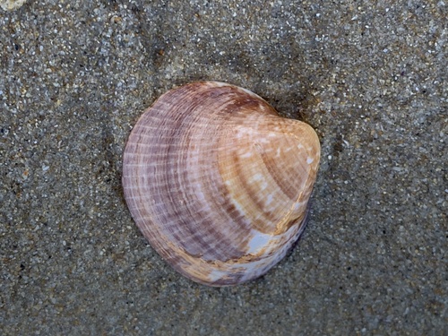 Glycymeris nummaria