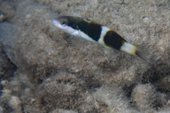 Thalassoma nigrofasciatum