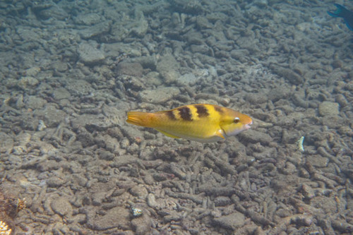 Halfband-papegaaivis (Scarus dimidiatus) — Scaridae — 2