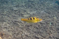 Scarus dimidiatus