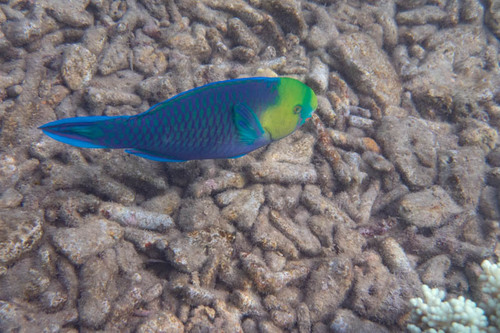 Greensnout parrotfish (Scarus spinus) — Scaridae — 3