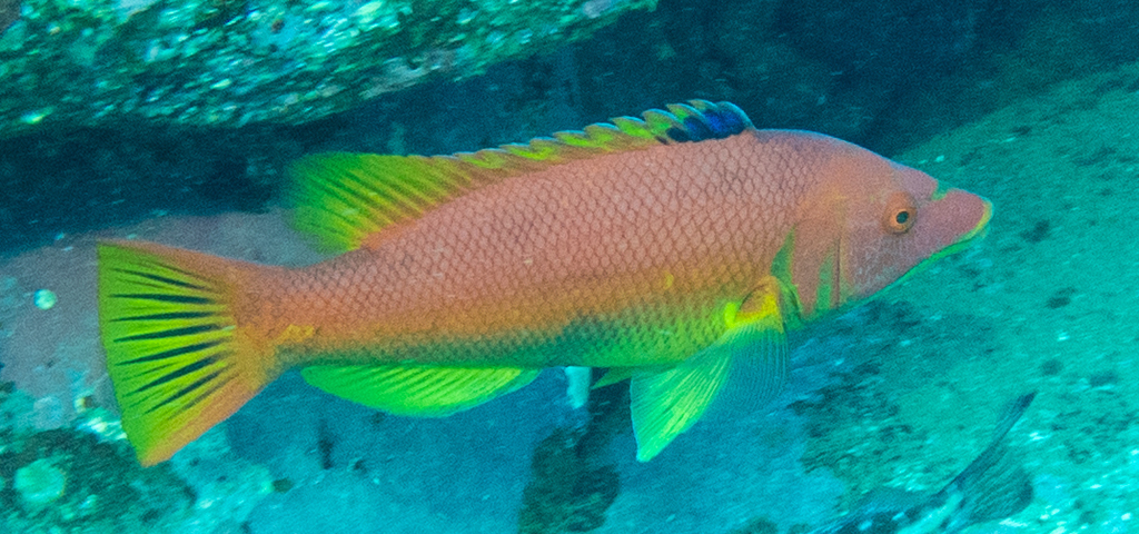 Barred hogfish (Bodianus scrofa) — Labridae