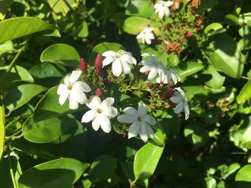 Jasminum dichotomum