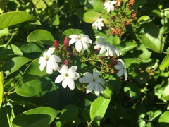 Jasminum dichotomum