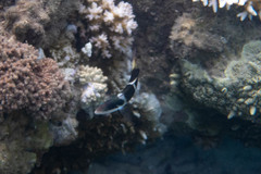 Thalassoma nigrofasciatum