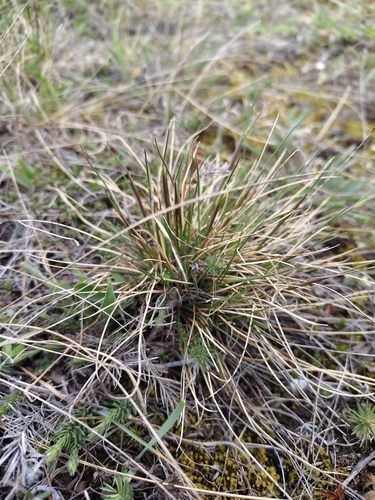 Matgrass (Nardus stricta)