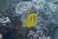 Chaetodon rainfordi