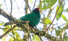 Chlorornis riefferii