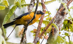 Anisognathus lacrymosus