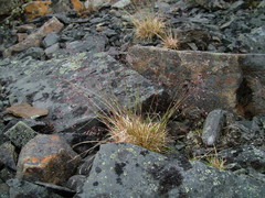Poa glauca