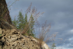 Poa glauca